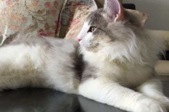 挪威森林猫价格多少钱一只，为什么这么贵