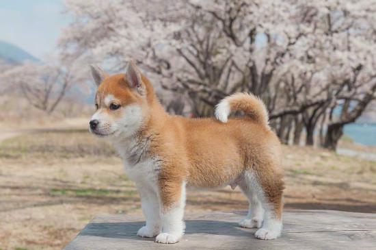 如何整治柴犬的犟脾气
