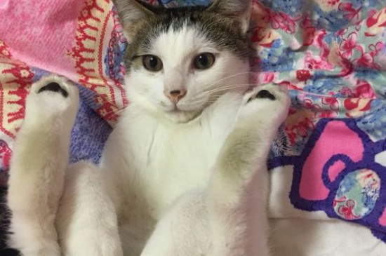 猫一天睡多久