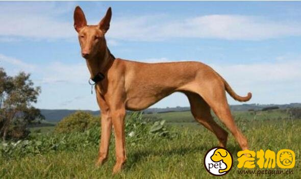 法老王猎犬天生高贵，5000年历史的古老犬种(马耳他国兽)