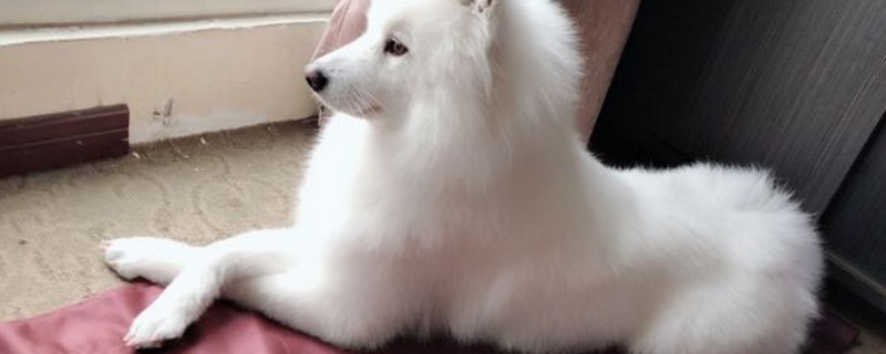 不养萨摩耶的十个理由
