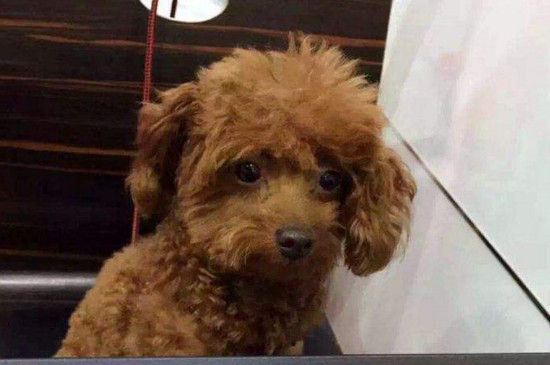 泰迪吐白色粘液