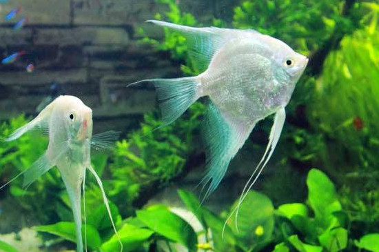 神仙鱼多久换一次水