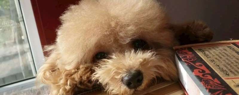 狗吃什么会死