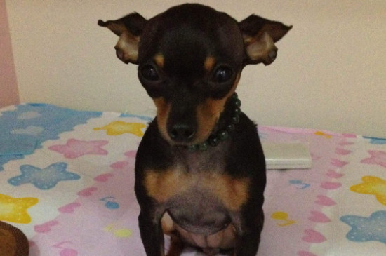 迷你杜宾犬和小鹿犬的区别