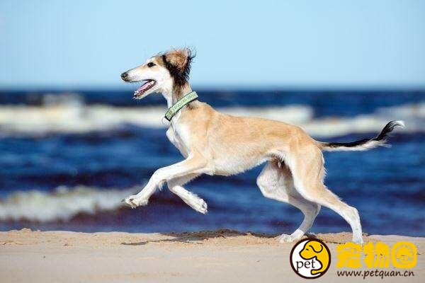 萨路基猎犬国内稀有，世界上极为珍贵的古老犬种