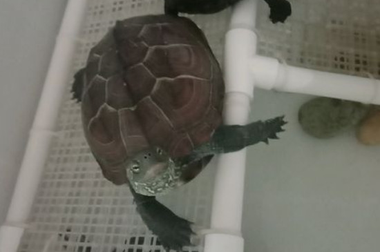 乌龟暴毙是什么原因