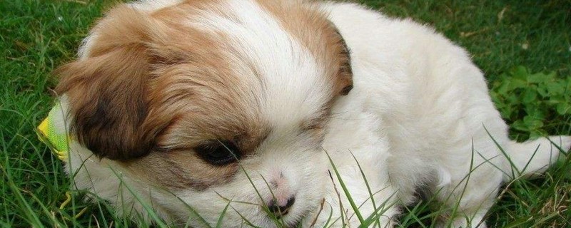 熊狮犬和松狮的区别