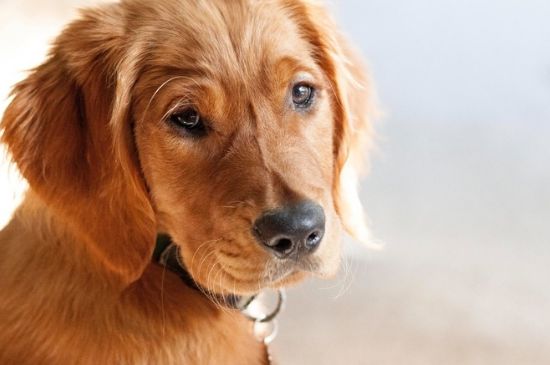 犬窝咳怎么治疗