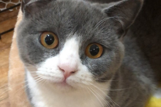 猫中毒的表现是什么