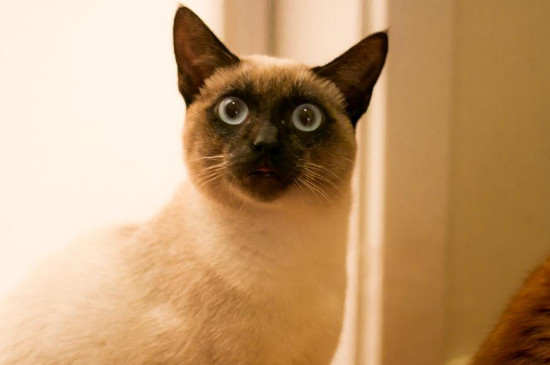 为什么很多猫舍不卖暹罗