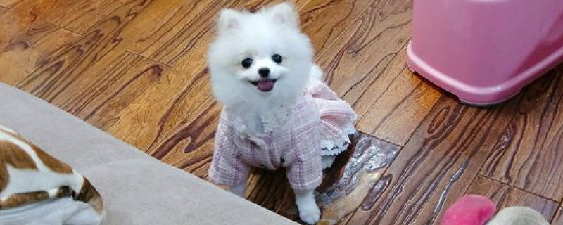 博美犬不能吃什么