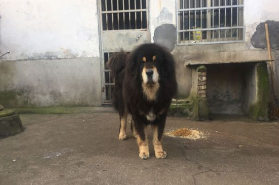 最佳护院犬有哪些