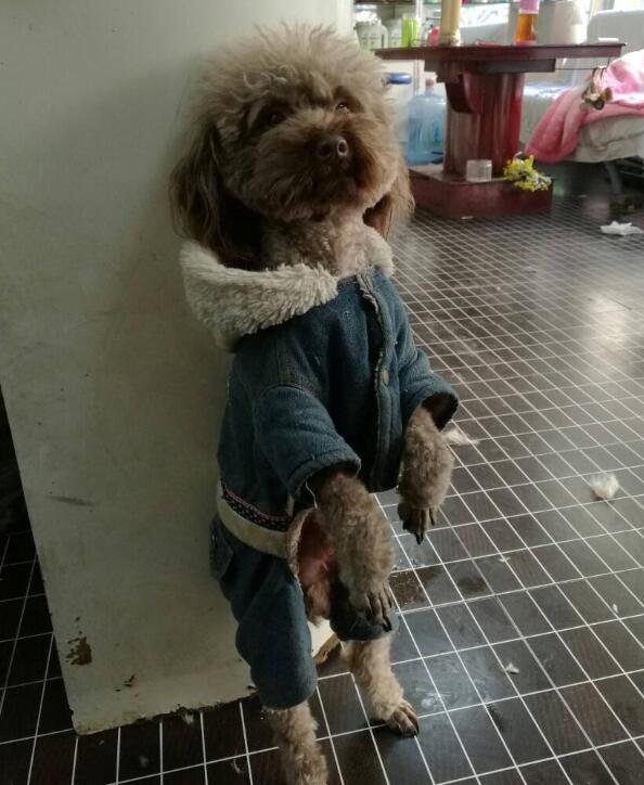 让狗狗罚站好不好，请不要再训练狗狗站立了