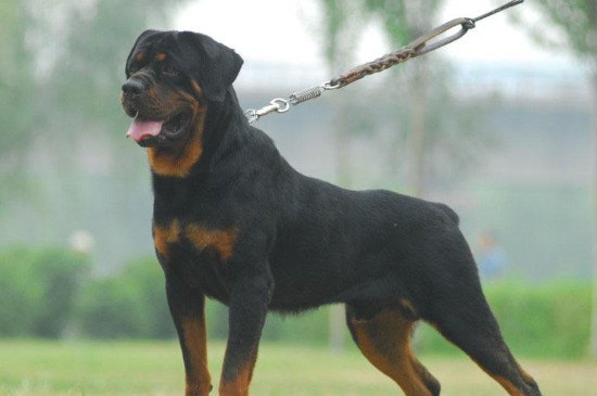 适合家养的护卫犬有哪些，最优秀的护卫犬10大排名