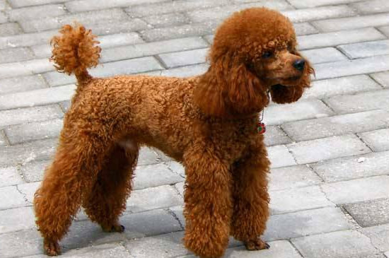 贵宾犬一天吃多少狗粮