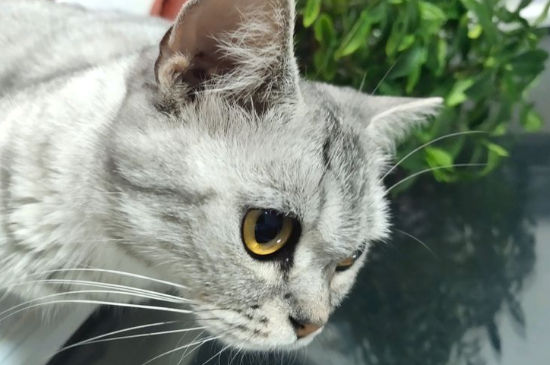 猫聪明吗
