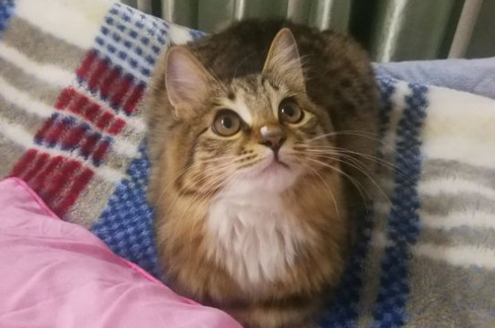猫和兔子能一起养吗