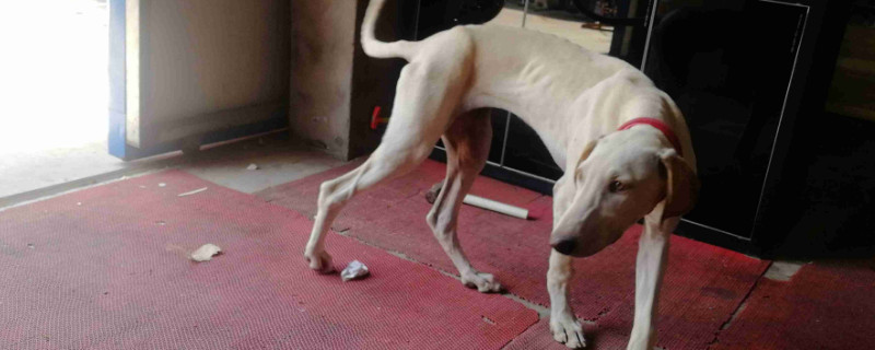 细犬怎么训练捉兔子