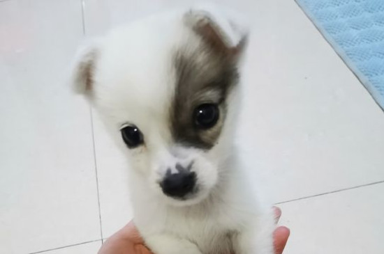 狗丢了会想主人吗