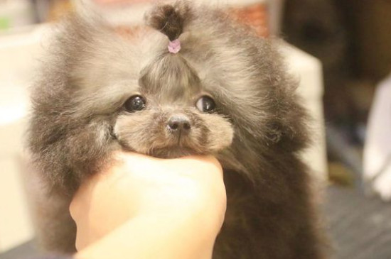 茶杯犬多少钱一只，市场价格在2000～9000元左右