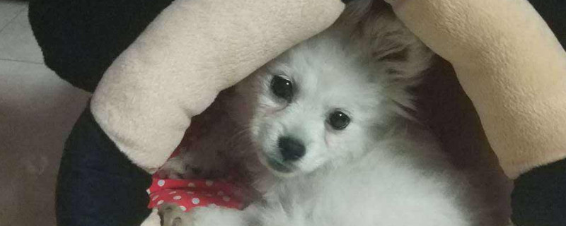 犬瘟热怎么引起的