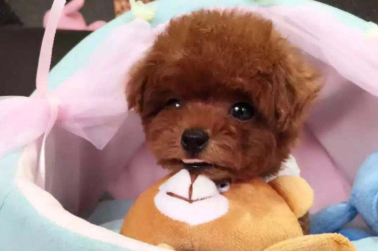 为什么我的泰迪有点大