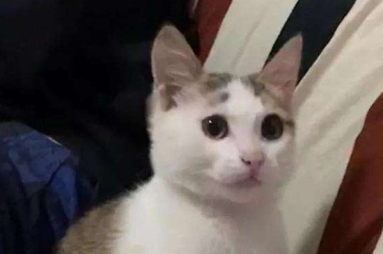猫咪怎么驱虫