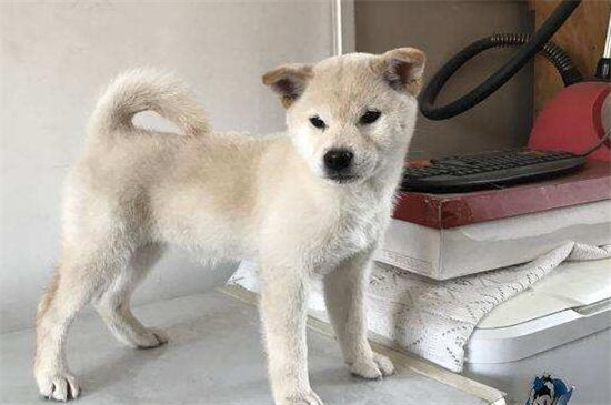 白色柴犬为什么便宜，性格较倔强且身体有缺陷所致
