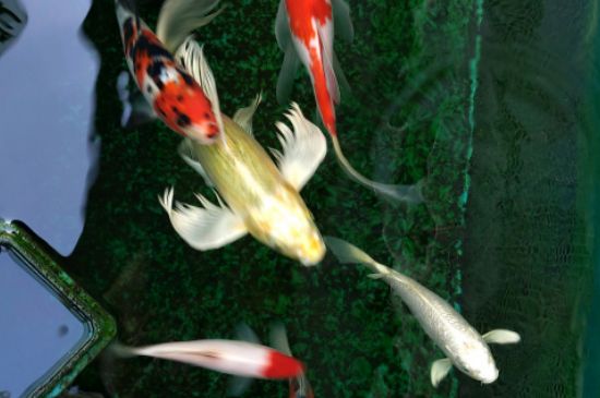 鱼缸怎么养锦鲤水花