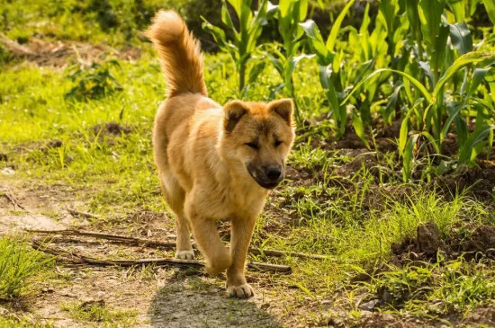 土狗能活多少年