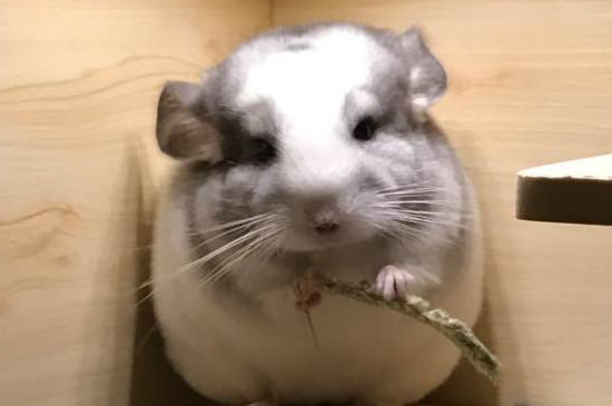 龙猫双满是什么意思
