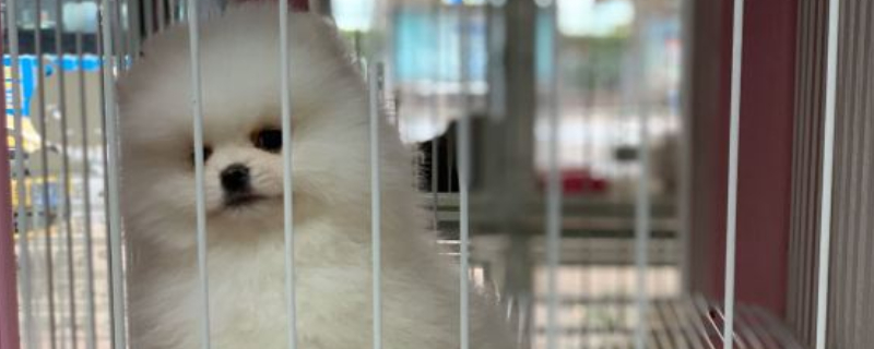 狗会跳吗