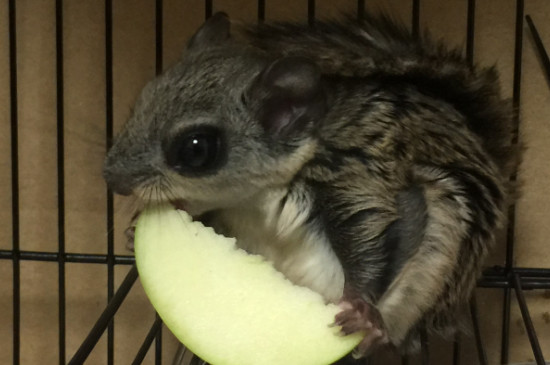 飞鼠怎么养