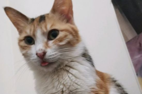 猫身上有跳蚤怎么办