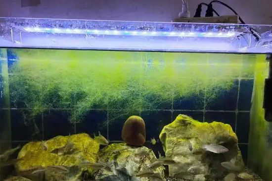 鱼缸换水爆氧三小时可以吗
