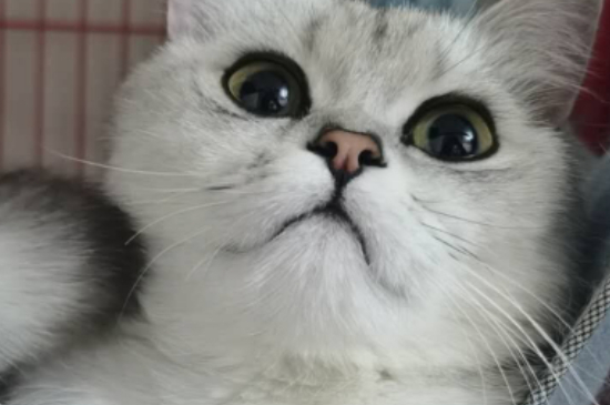 猫缺钙早期症状