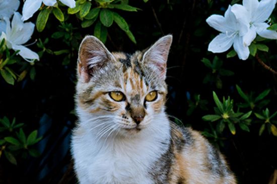 猫咬猫后颈是什么意思