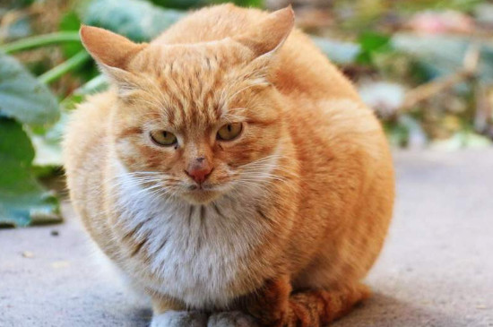 野猫喂什么给它吃
