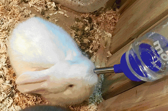 养兔子需要喂水吗