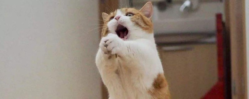 为什么不养短脚猫