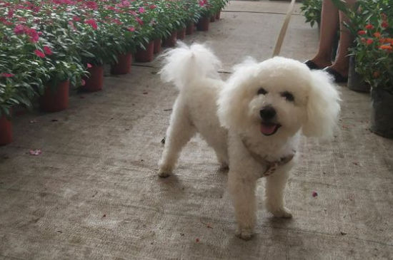 比熊剃光毛多久能长成