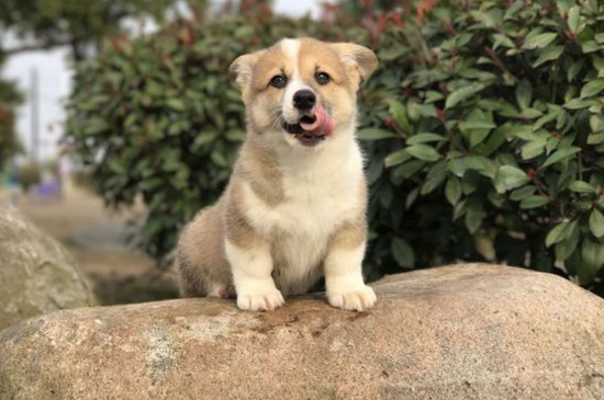 狗狗可以吃鹌鹑蛋吗