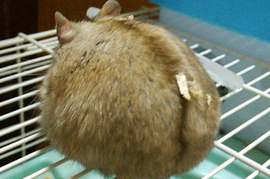 仓鼠快死的七种表现