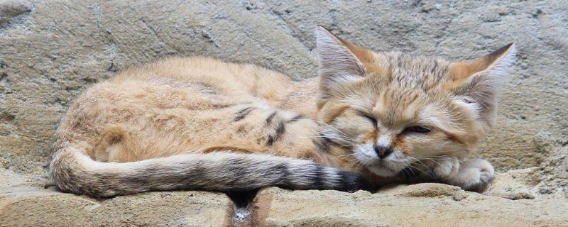 沙丘猫为什么不适合养