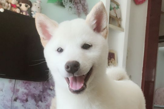 狗粮喂食标准