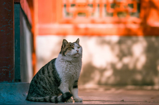 猫可以吃什么