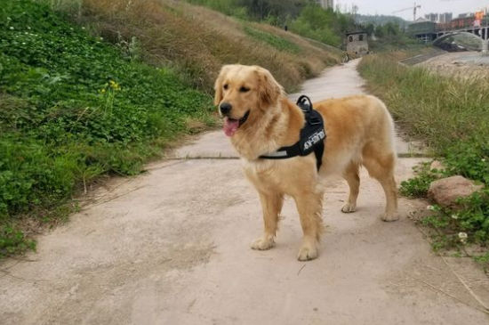 适合家养的大型犬