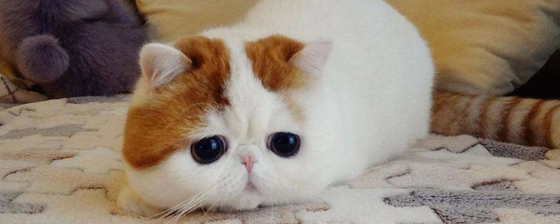 加菲猫与主人亲吗