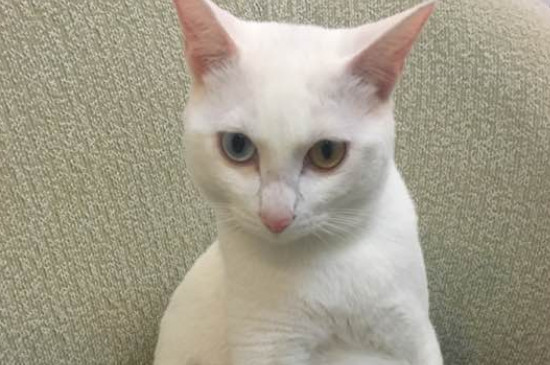 猫咪腹水是什么症状